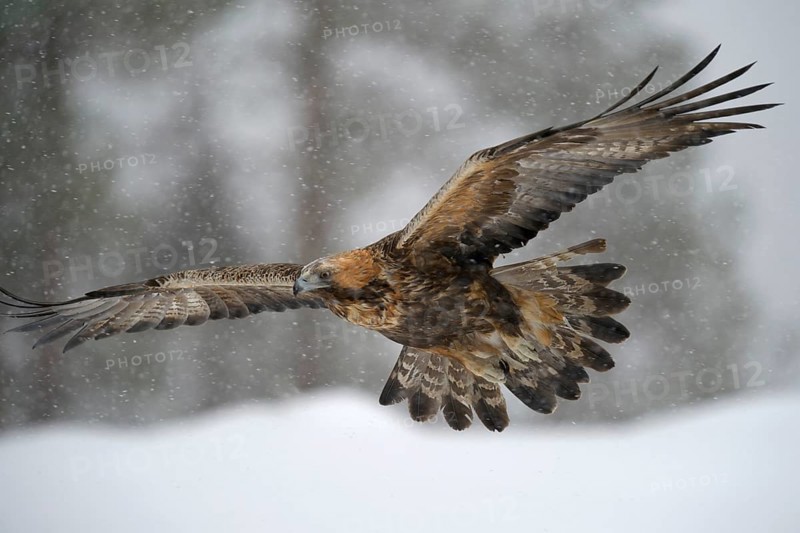 Golden Eagle (Aquila chrysaetos) in flight during snowfall