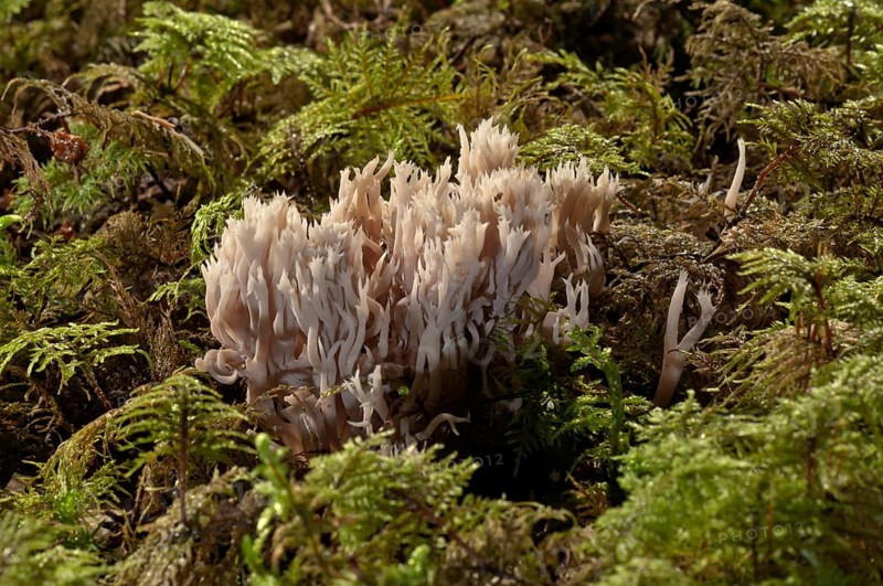 White Coral Fungus or Crested Coral Fungus (Clavulina coralloides)