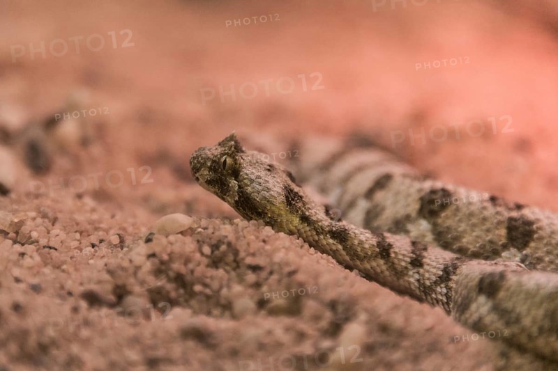 Horned Puff Adder (Bitis caudalis)