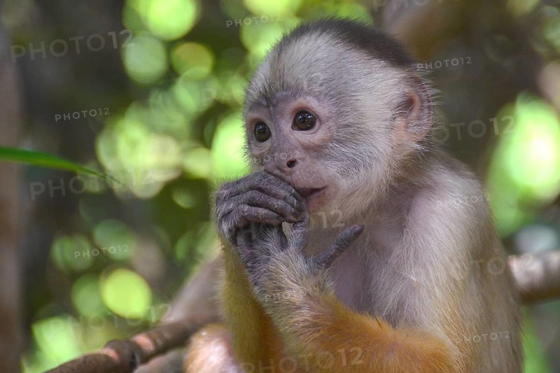 White-fronted Capuchin (Cebus albifrons)