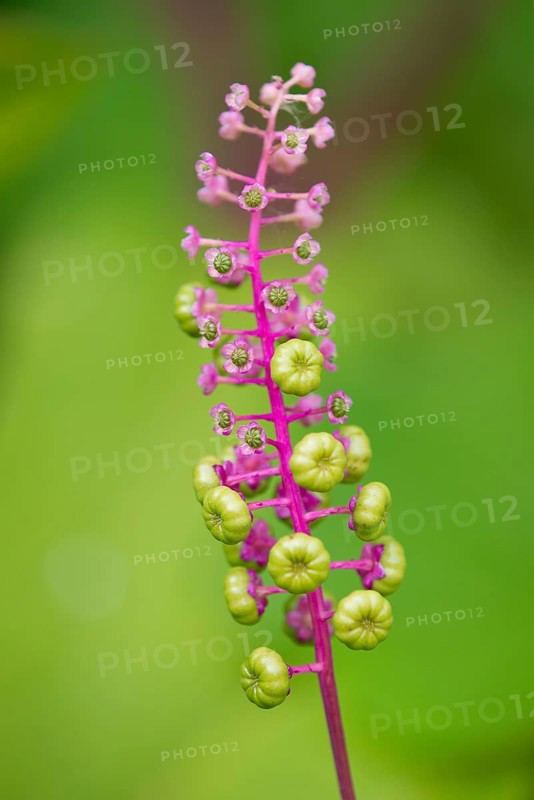 American Pokeweed (Phytolacca americana)