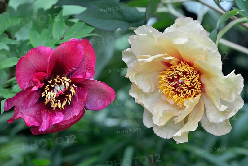 Tree peony (Paeonia suffruticosa)