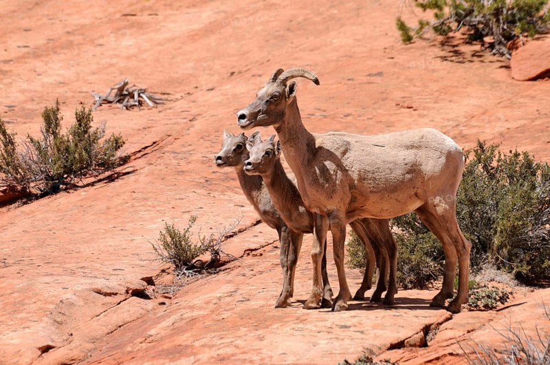 Desert Bighorn Sheep (Ovis canadensis nelsoni)