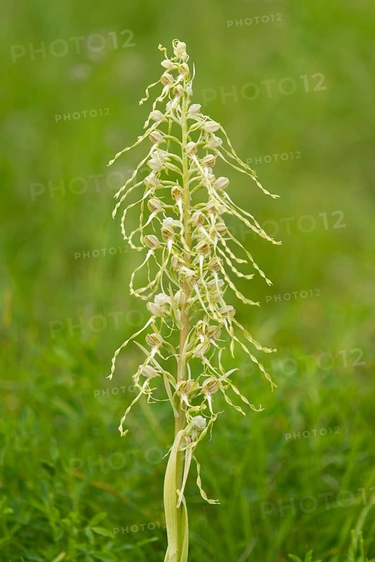 Lizard Orchid (Himantoglossum hircinum)