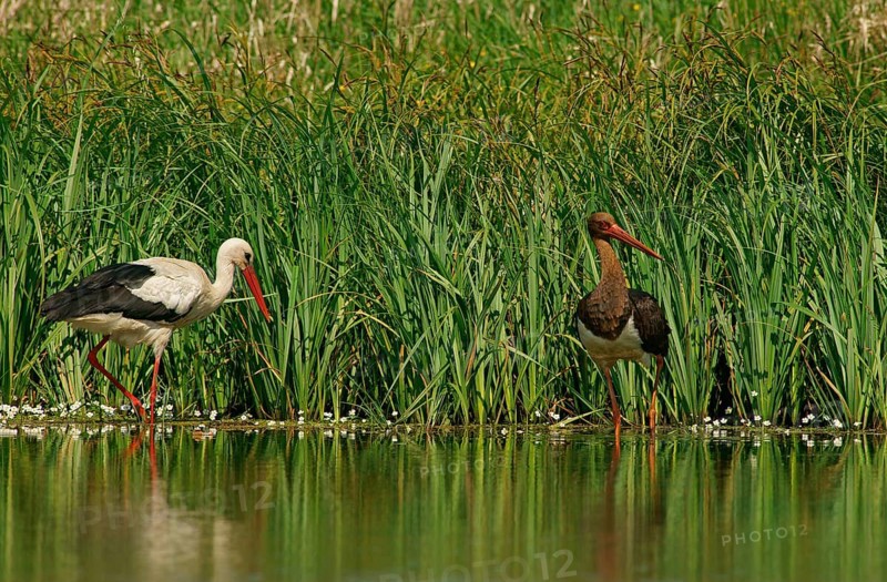 White Stork (Ciconia ciconia) and a Black Stork (Ciconia nigra)