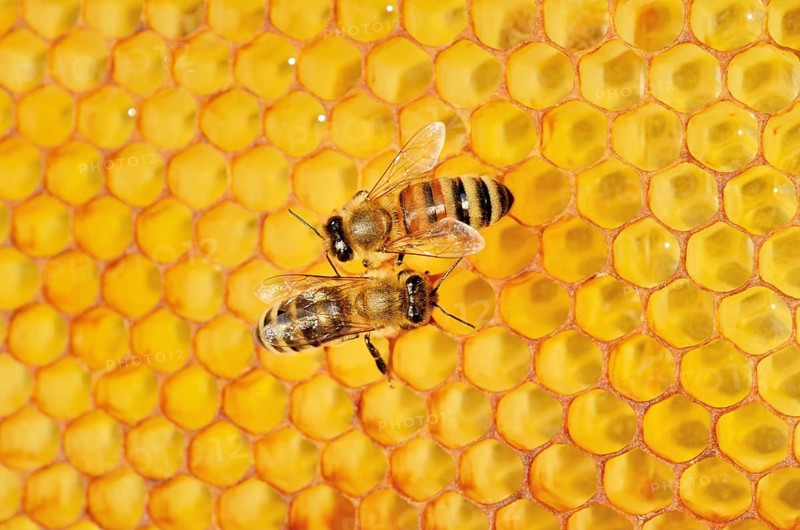 Two honey bees