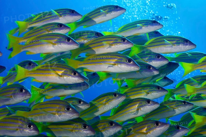 School of Bluestripe Snappers (Lutjanus kasmira)