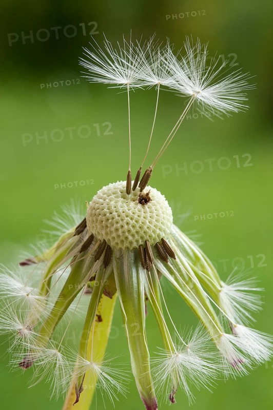 Dandelion clock (Taraxacum sect. Ruderalia)