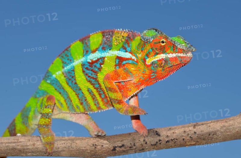 Panther Chameleon (Furcifer pardalis)