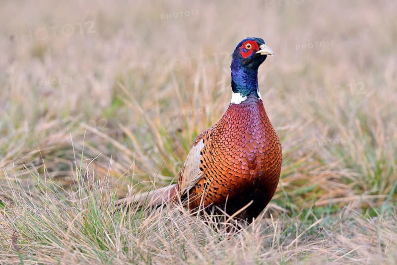 Pheasant (Phasianus colchicus) on a meadow in autumn