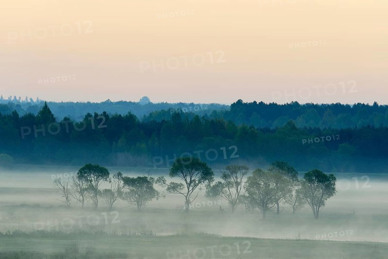 Landscape in morning mist