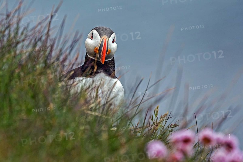 Puffin (Fratercula arctica)