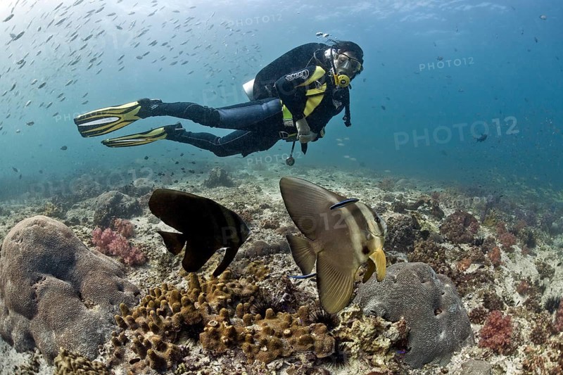 Scuba diver with Teira Batfish or Longfin Batfish (Platax teira)