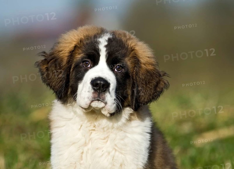 Saint Bernard puppy