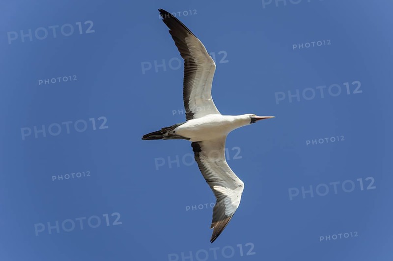 Nazca Booby (Sula granti) in flight