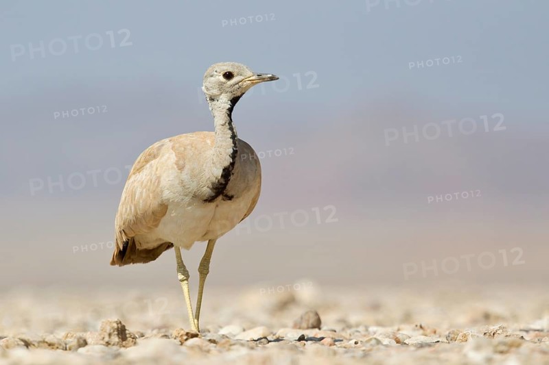 Ruppell's Korhaan or Ruppell's Bustard (Eupodotis rueppellii)