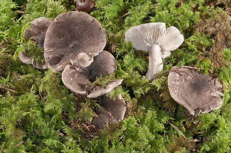 Yellowing Knight (Tricholoma scalpturatum)