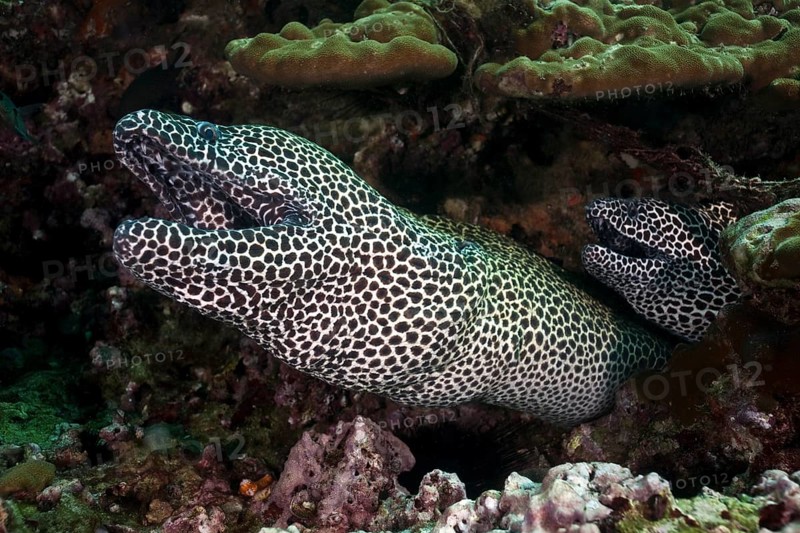 Laced Morays (Gymnothorax favagineus)