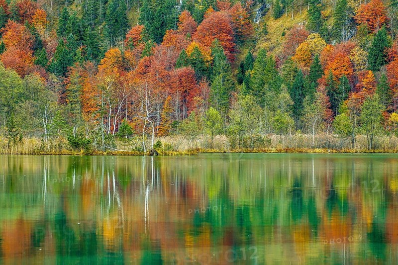 Autumn forest with its reflection in Almsee lake