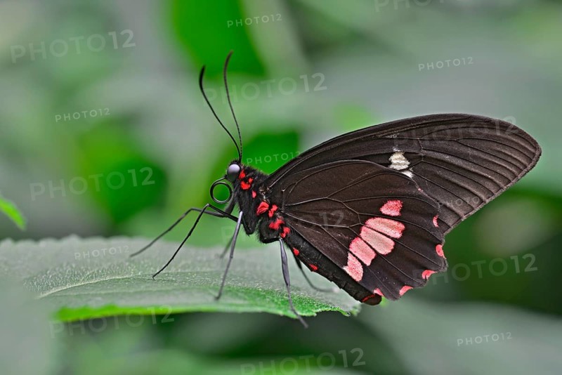 Lysander Cattleheart (Parides lysander)