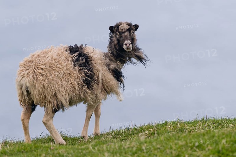 Sheep