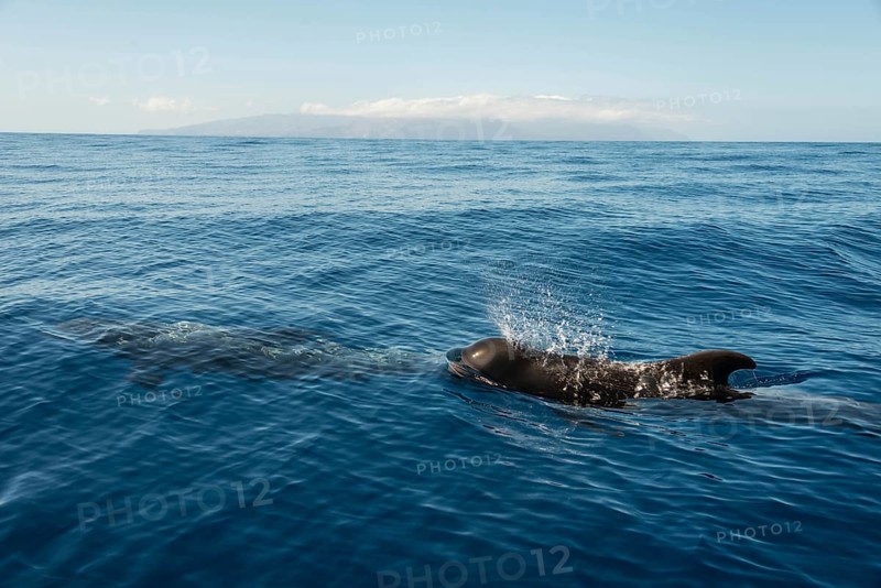 Pilot Whale (Globicephala) emerging from water