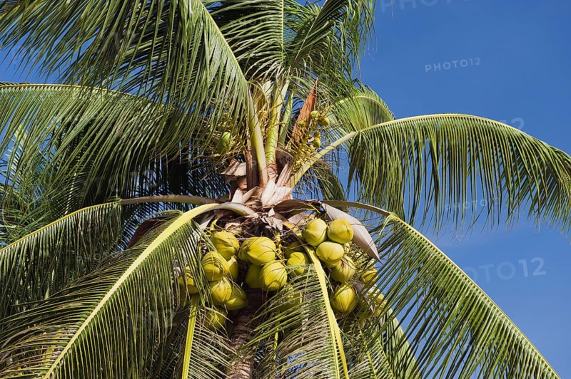 Coconuts on a coconut palm (Cocos nucifera)