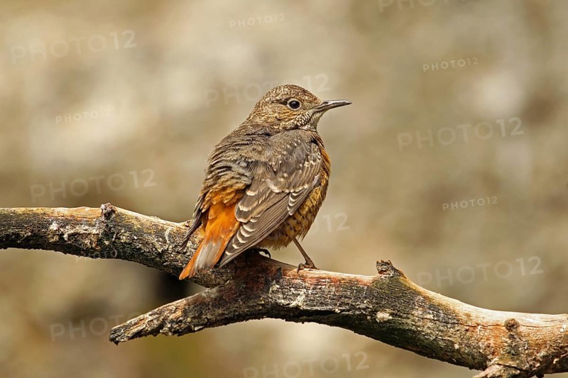 Common Rock Thrush (Monticola saxatilis)