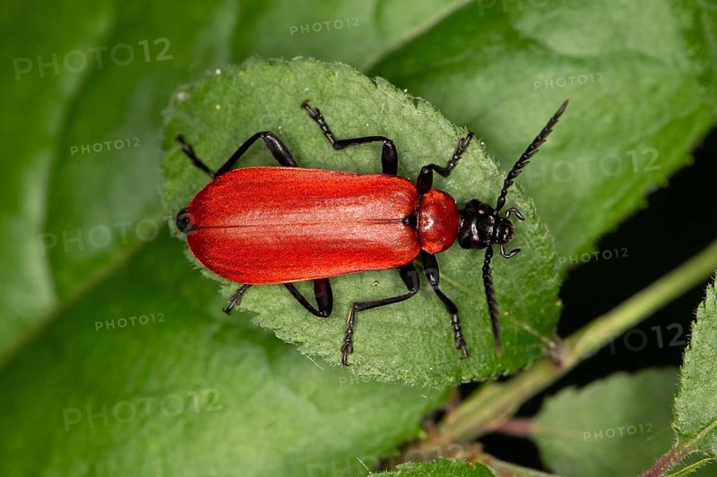 Black-headed Cardinal Beetle (Pyrochroa coccinea) sitting on a leaf
