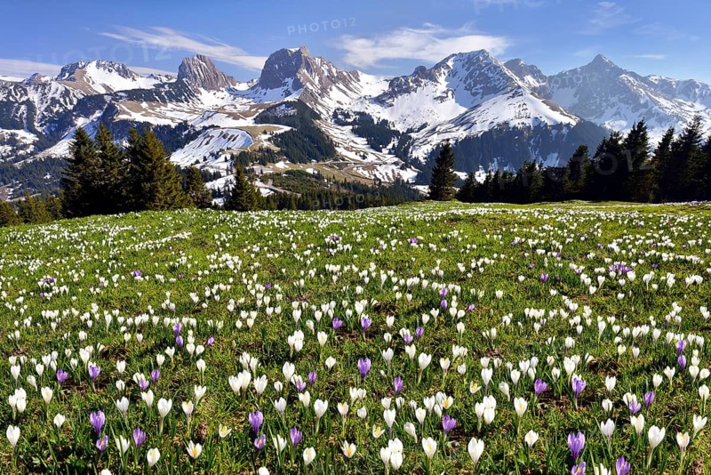 Flowering crocus meadow at the Gurnigel pass