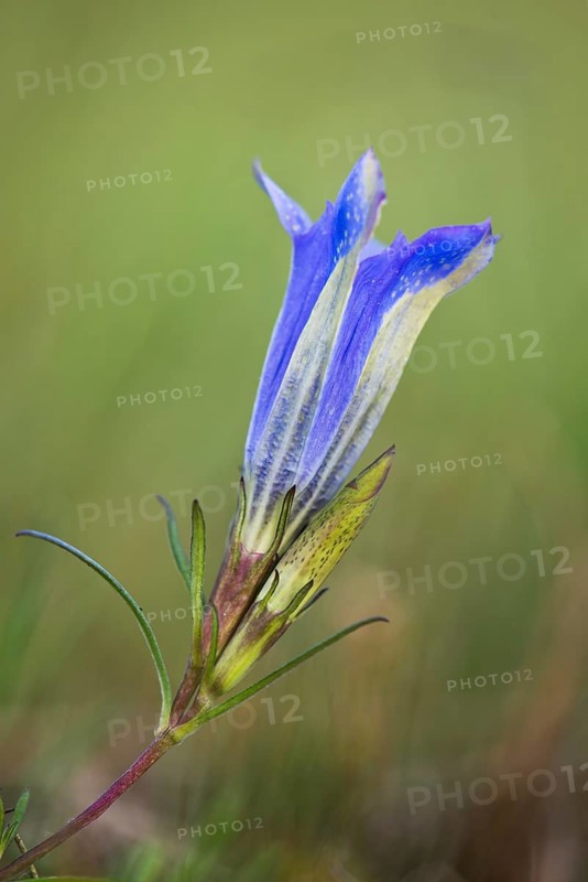 Marsh gentian (Gentiana pneumonanthe)