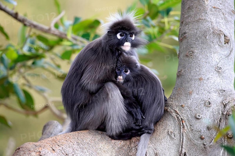 Dusky Leaf Monkeys or Southern Langurs (Trachypithecus obscurus)