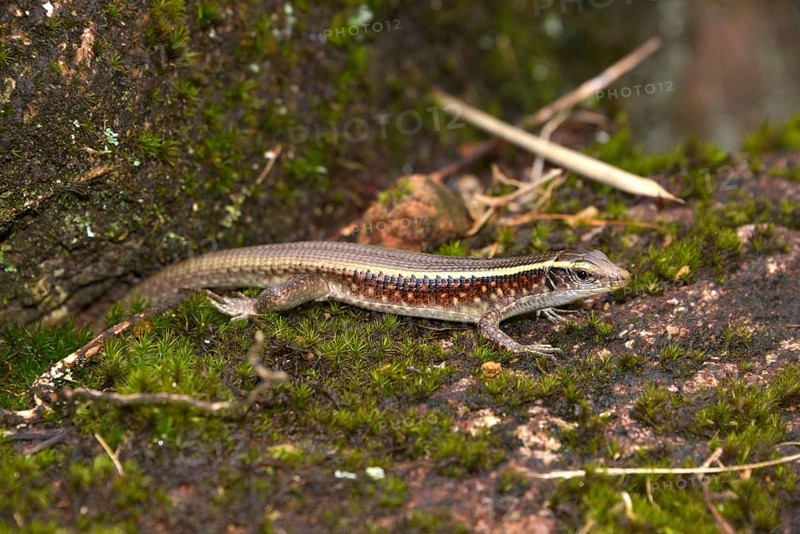 Girdled Lizard (Zonosaurus ssp.)