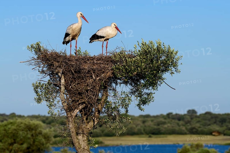 White storks (Ciconia ciconia)