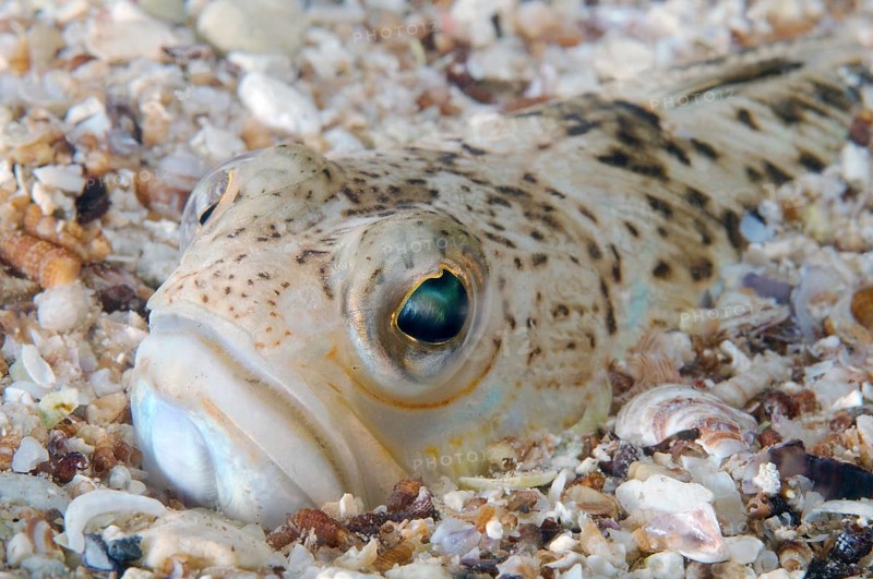 Greater Weever (Trachinus draco)