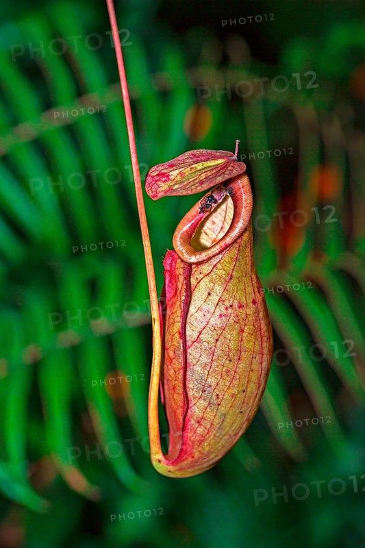 Nepenthes anamensis pitcher plant (Nepenthes anamensis)