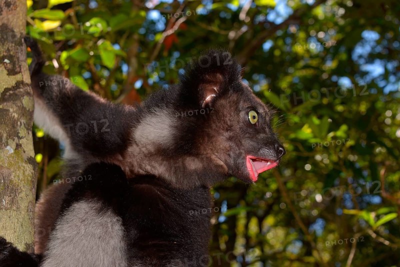 Indri (Indri indri) at his morning calls