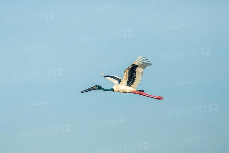 Black-necked Stork (Ephippiorhynchus asiaticus)
