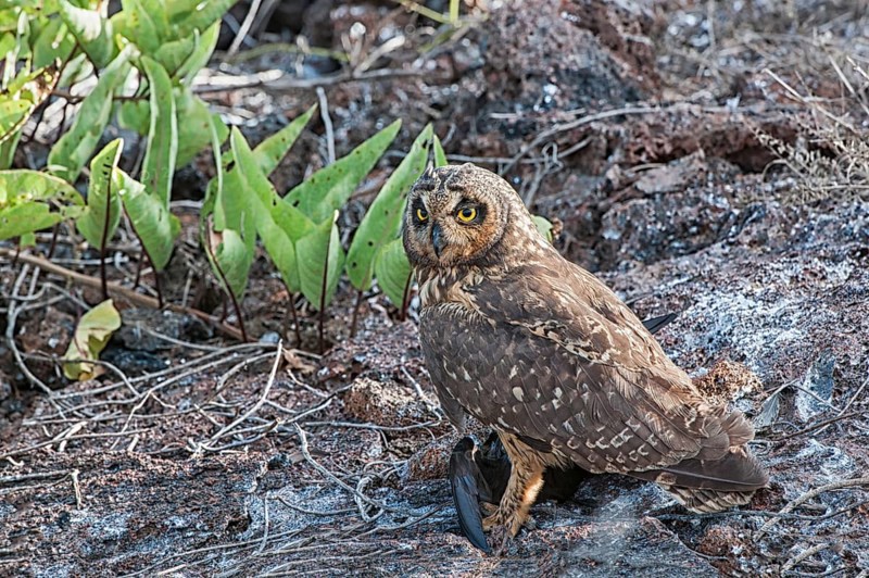 Galapagos Short-eared Owl (Asio flammeus galapagoensis)