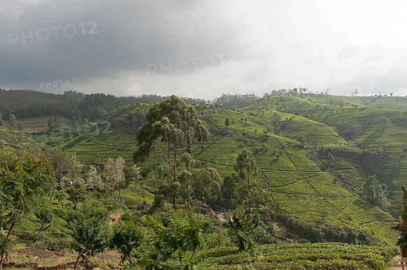 Tea plantation on a hill