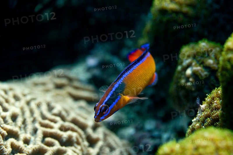 Neon Dottyback (Pseudochromis aldabraensis)