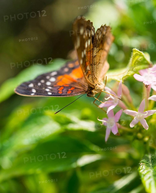 Brown Peacock or Scarlet Peacock (Anartia amathea)