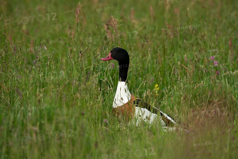 Common Shelduck (Tadorna tTadorna)