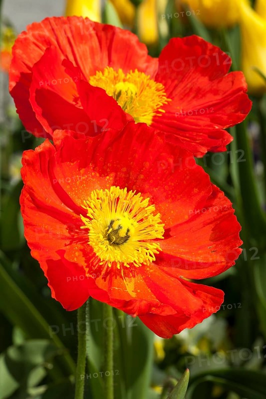 Iceland poppies (Papaver nudicaule)