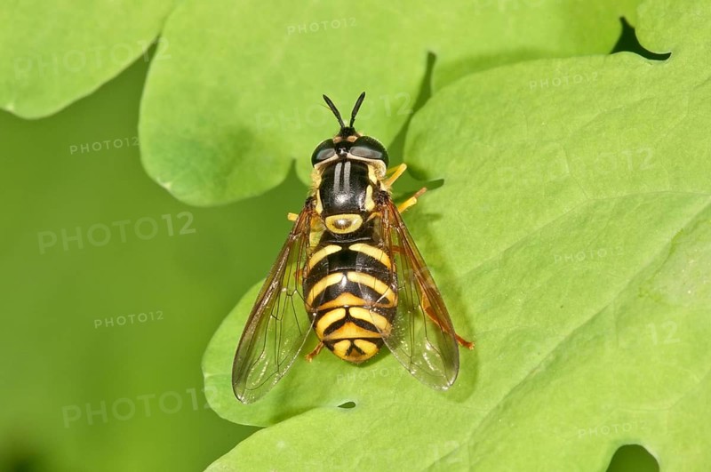 Chrysotoxum fasciatum hover fly (Chrysotoxum fasciatum)