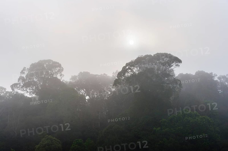 Jungle in the mist