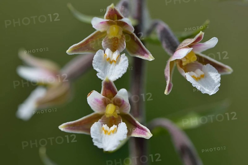 Marsh Helleborine (Epipactis palustris)