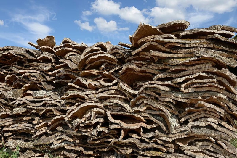 Stacked bark of the Cork Oak (Quercus suber)