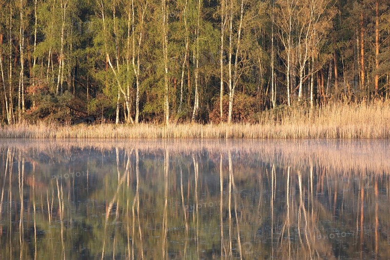 Trees reflected in the water in spring