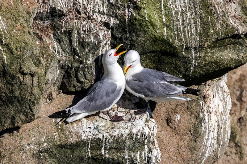 Kittiwakes (Larus tridactyla) at breeding place